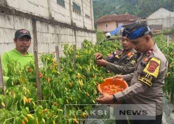 Bhabinkamtibmas Aipda Emin Dampingi Poktan Turus Tani Panen Cabe Rawit