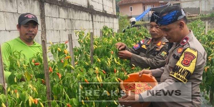 Bhabinkamtibmas Aipda Emin Dampingi Poktan Turus Tani Panen Cabe Rawit