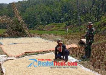 Tingkatkan Ketahanan Pangan, Babinsa Ubrug Sertu Nasrul Koramil 2203/Warungkiara Dampingi Petani di Warungkiara