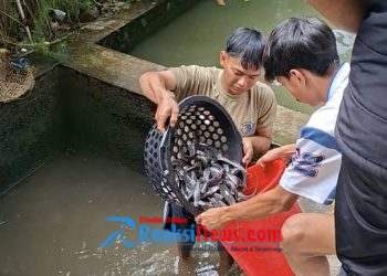 Pembudidaya Lele Milenial Raup Cuan Jutaan dari Larva hingga Konsumsi