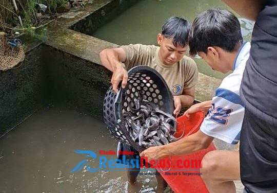 Pembudidaya Lele Milenial Raup Cuan Jutaan dari Larva hingga Konsumsi