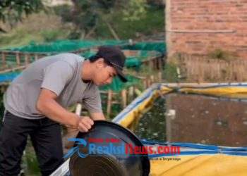 Pembudidaya Lele Milenial Raup Cuan Jutaan dari Larva hingga Konsumsi