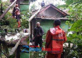 Pohon Nangka Runtuh, Warga Pawenang Nagrak Nyaris Jadi Korban Cuaca Ekstrem