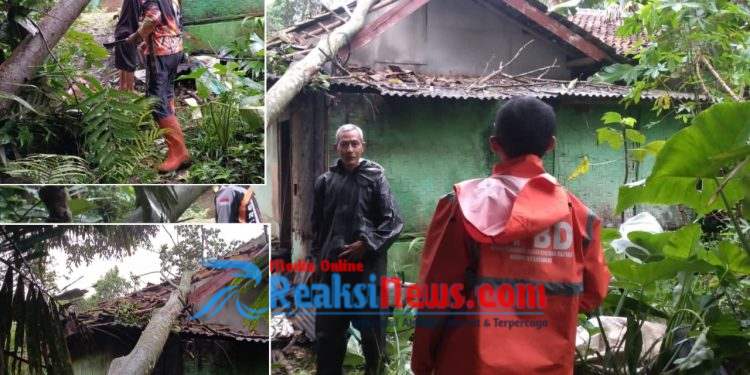 Pohon Nangka Runtuh, Warga Pawenang Nagrak Nyaris Jadi Korban Cuaca Ekstrem