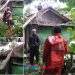 Pohon Nangka Runtuh, Warga Pawenang Nagrak Nyaris Jadi Korban Cuaca Ekstrem