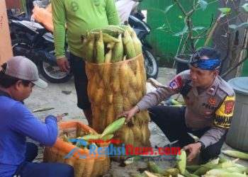 Bhabinkamtibmas Kelurahan Polsek Cibadak Dampingi Petani Pemanenan Jagung, Dukung Swasembada Pangan Nasional