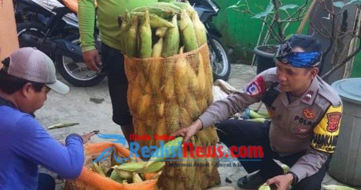 Bhabinkamtibmas Kelurahan Polsek Cibadak Dampingi Petani Pemanenan Jagung, Dukung Swasembada Pangan Nasional