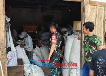 Serka Dodi Koramil 2203/Warungkiara Laksanakan Pemantauan Ketersediaan Pangan di Desa Mangunjaya, Dukung Program Ketahanan Pangan Nasional