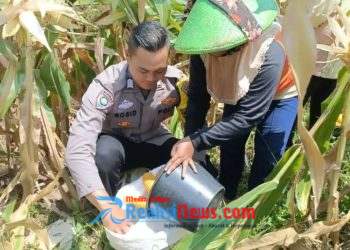 Bhabinkamtibmas Mundu Pesisir Pantau Lahan Tanam Jagung Polres Cirebon Kota