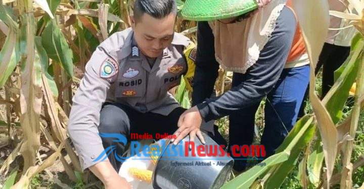 Bhabinkamtibmas Mundu Pesisir Pantau Lahan Tanam Jagung Polres Cirebon Kota