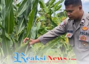 Bhabinkamtibmas Laksanakan Kontrol Tanaman Jagung Hibrida Dukung Program Ketahanan Pangan Polri