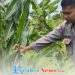 Bhabinkamtibmas Laksanakan Kontrol Tanaman Jagung Hibrida Dukung Program Ketahanan Pangan Polri