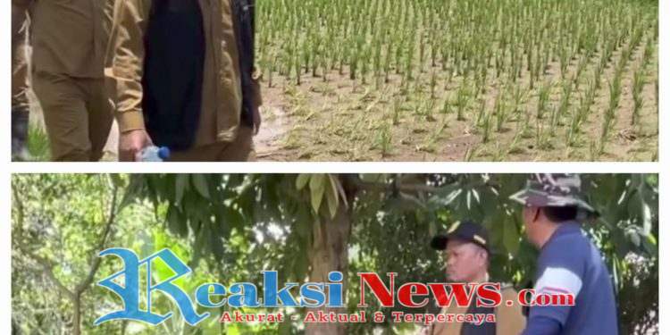 Enam Hektare Sawah Rusak Dampak Banjir Bandang Cisolok Cikakak “Aep Majmudin”Distan Akan Membantu Pemulihan Semaksimal