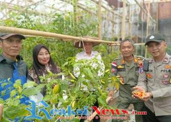 Polsek Cibadak Dampingi Petani Panen Cabe di Bojong Koneng, Sekaligus Ingatkan Warga Waspada Bencana