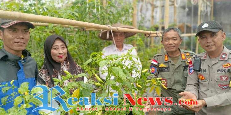 Polsek Cibadak Dampingi Petani Panen Cabe di Bojong Koneng, Sekaligus Ingatkan Warga Waspada Bencana