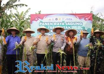 Panen Raya Jagung Serentak Kuartal l, Wabup Kolabirasi Kunci Terwujudnya Kemandirian Pangan