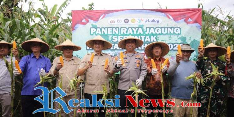 Panen Raya Jagung Serentak Kuartal l, Wabup Kolabirasi Kunci Terwujudnya Kemandirian Pangan