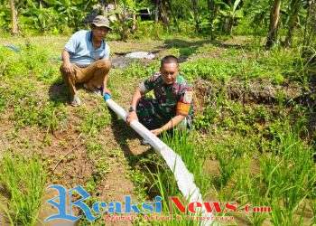 Babinsa Sirnajaya Serka H. Didik Haryanto Koramil 2203/Warungkiara Dampingi Kelompok Tani Perkuat Ketahanan Pangan