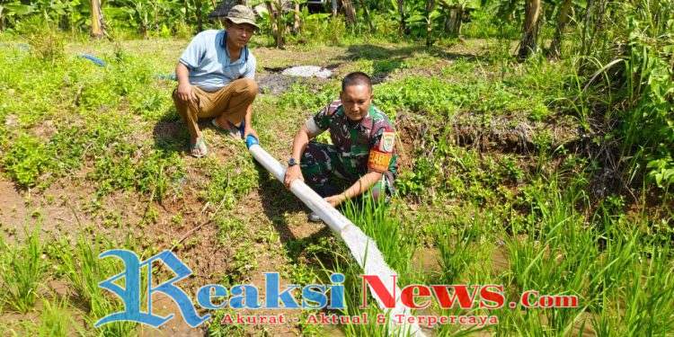 Babinsa Sirnajaya Serka H. Didik Haryanto Koramil 2203/Warungkiara Dampingi Kelompok Tani Perkuat Ketahanan Pangan