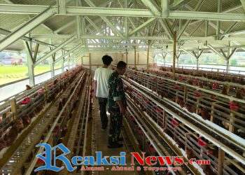Kopka Roni Babinsa Bantargebang Koramil 2203/Warungkiara Tinjau BUMDes Bidang Ternak Ayam Petelur