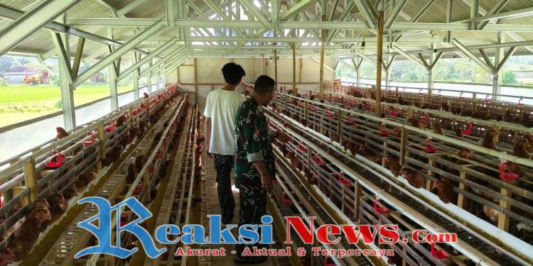 Kopka Roni Babinsa Bantargebang Koramil 2203/Warungkiara Tinjau BUMDes Bidang Ternak Ayam Petelur