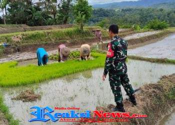 Babinsa Tarisi Serka Dodi Koramil 2203/Warungkiara Dampingi Petani Tanam Padi, Perkuat Ketahanan Pangan di Warungkiara