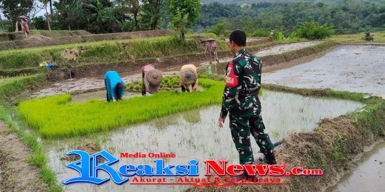 Babinsa Tarisi Serka Dodi Koramil 2203/Warungkiara Dampingi Petani Tanam Padi, Perkuat Ketahanan Pangan di Warungkiara