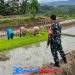 Babinsa Tarisi Serka Dodi Koramil 2203/Warungkiara Dampingi Petani Tanam Padi, Perkuat Ketahanan Pangan di Warungkiara