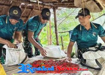 Sinergi Yonarmed 12 Kostrad dan Masyarakat, Panen Cabai Hasilkan Harapan