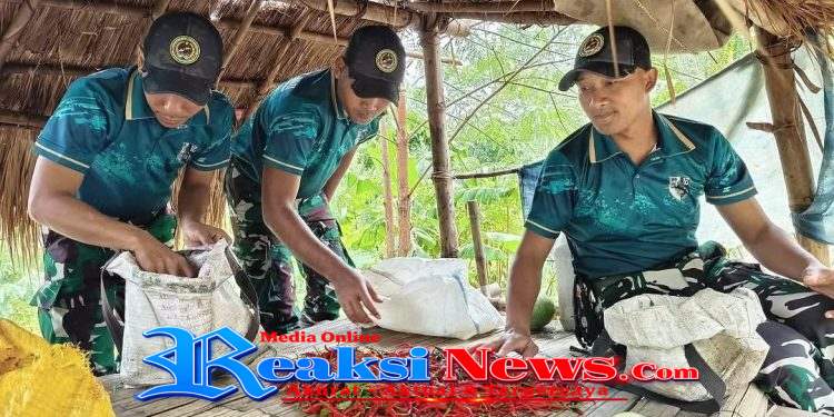 Sinergi Yonarmed 12 Kostrad dan Masyarakat, Panen Cabai Hasilkan Harapan