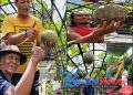 Berbagai Jenis Tanaman Buah – buahan Terus Dikembangkan oleh Petani Asal Lembursitu Kota Sukabumi ” Atik Mini Garden”