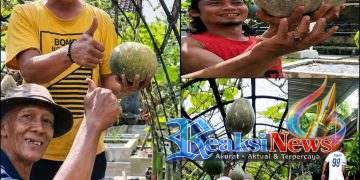 Berbagai Jenis Tanaman Buah – buahan Terus Dikembangkan oleh Petani Asal Lembursitu Kota Sukabumi ” Atik Mini Garden”