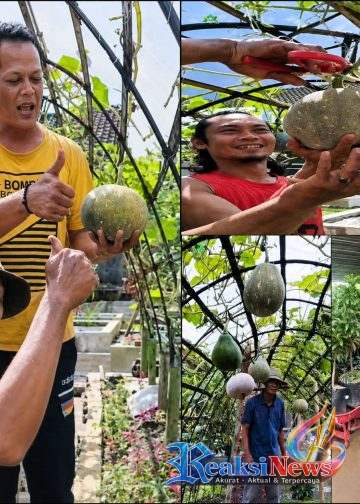 Berbagai Jenis Tanaman Buah – buahan Terus Dikembangkan oleh Petani Asal Lembursitu Kota Sukabumi ” Atik Mini Garden”