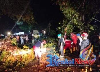 Pemkab Sukabumi Gerak Cepat Tangani Pohon Tumbang di Jalur Nasional Palabuhanratu–Banten