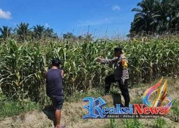 Dukung Ketahanan Pangan Nasional, Bhabinkamtibmas Polsek Tanah Jawa Rutin Cek dan Pantau Lahan Jagung Masyarakat