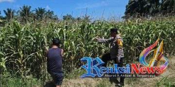 Dukung Ketahanan Pangan Nasional, Bhabinkamtibmas Polsek Tanah Jawa Rutin Cek dan Pantau Lahan Jagung Masyarakat