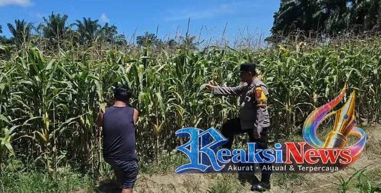 Dukung Ketahanan Pangan Nasional, Bhabinkamtibmas Polsek Tanah Jawa Rutin Cek dan Pantau Lahan Jagung Masyarakat