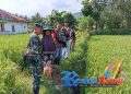 Babinsa Turun Tangan! Serka Didik Susanto Koramil 2203/Warungkiara Dampingi Petani, Perkuat Ketahanan Pangan di Bantargadung