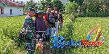 Babinsa Turun Tangan! Serka Didik Susanto Koramil 2203/Warungkiara Dampingi Petani, Perkuat Ketahanan Pangan di Bantargadung