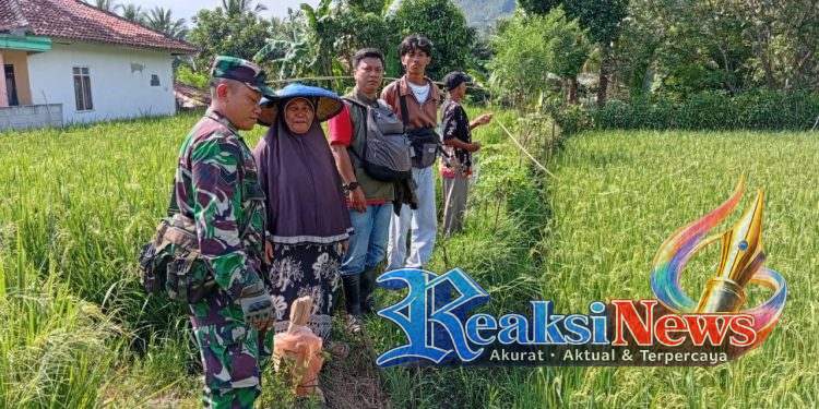 Babinsa Turun Tangan! Serka Didik Susanto Koramil 2203/Warungkiara Dampingi Petani, Perkuat Ketahanan Pangan di Bantargadung